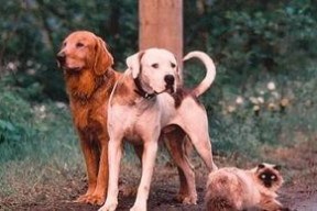 看狗在说话,揭秘狗狗内心世界的秘密对话